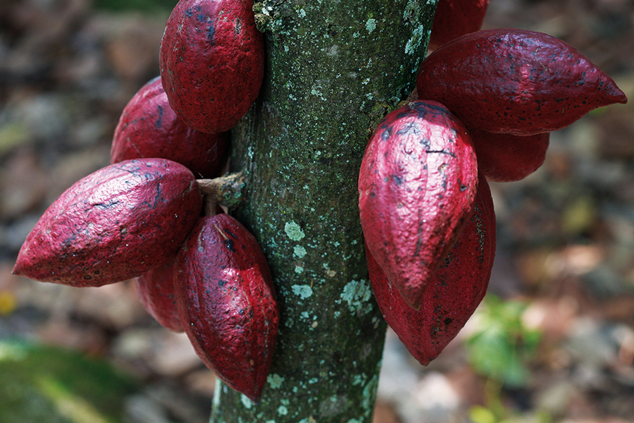 Frutos de cacao en el árbol