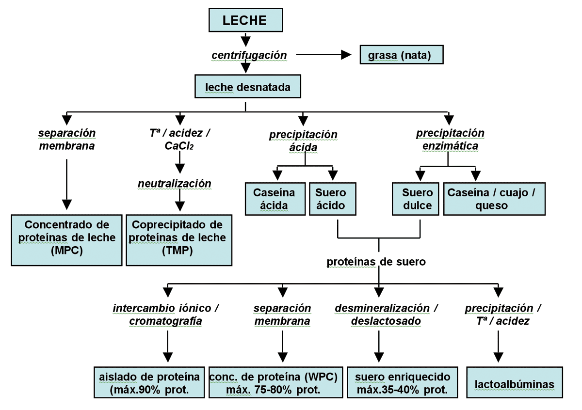 proteína, el componente funcional de la leche. Artículos Técnicos para el Heladero